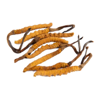CORDYCEPS